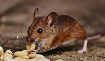 Find Exterminators in Placer County